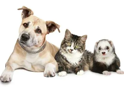 a photo of a dog, a cat, and a ferret